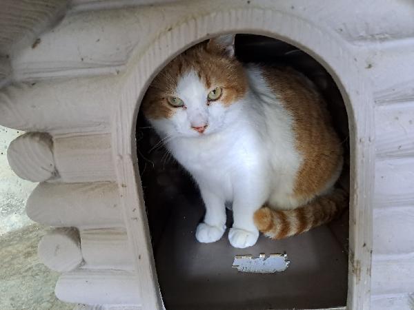 Kiwi, Una famiglia per un bel musetto Foto 7